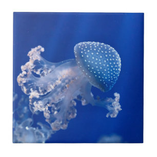 Azulejo De Cerâmica Phyllorhiza Punctata