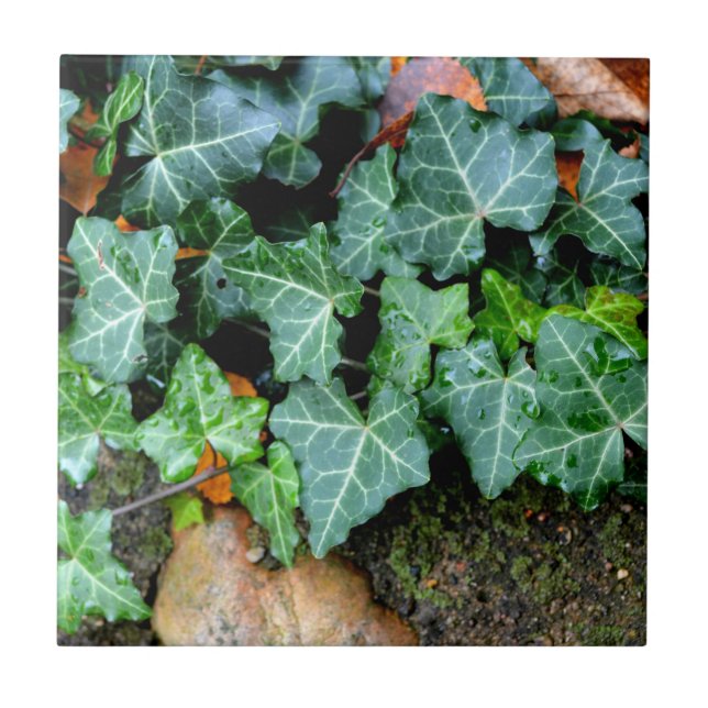 Azulejo De Cerâmica Pia verde clássica e caroço (Frente)