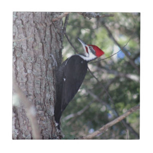Azulejo De Cerâmica Pica-pau de Pileated