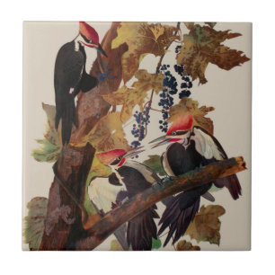 Azulejo De Cerâmica Pica-Pau-Grande de John James Audubon Impressão de
