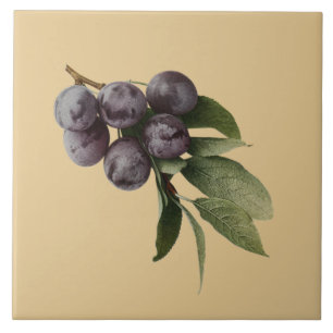 Azulejo De Cerâmica ~Pick de Botanical~Kitchen das ameixas algum fundo