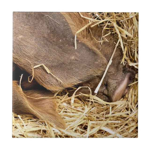 AZULEJO DE CERÂMICA  PIG CUTO (Frente)