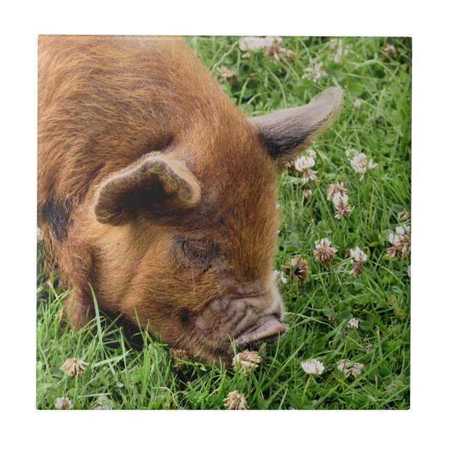 AZULEJO DE CERÂMICA  PIG CUTO (Frente)