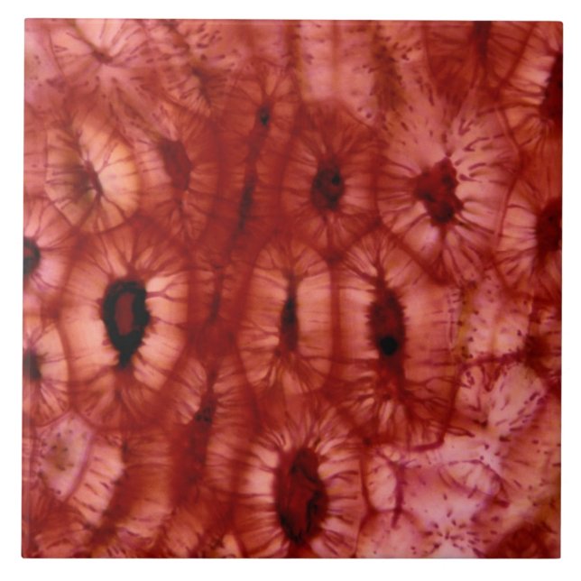 Azulejo De Cerâmica Pilhas de Sclerenchyma de um poço da cereja (Frente)