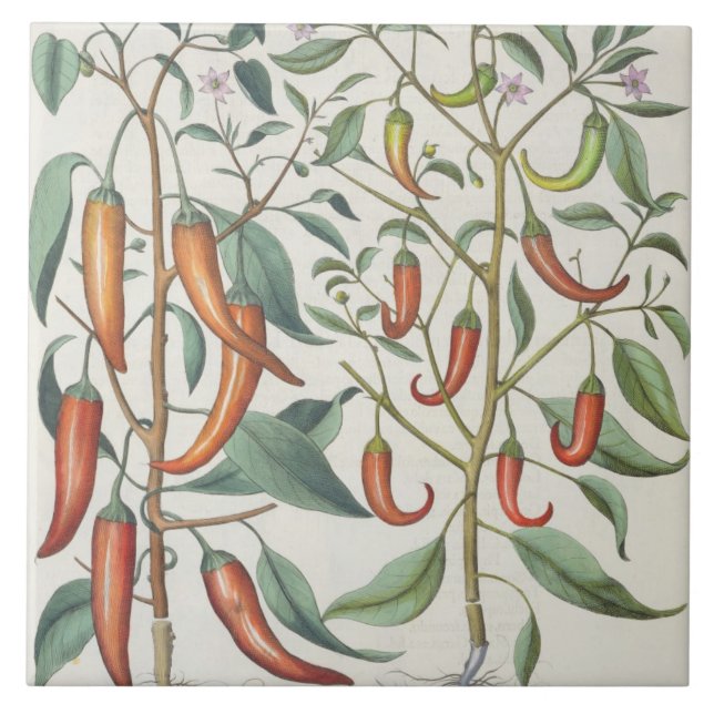 Azulejo De Cerâmica Pimentas: longum do máximo de 1.Piper Indicum; (Frente)