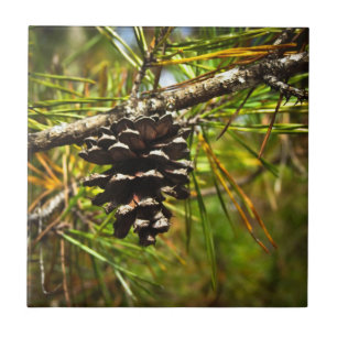 Azulejo De Cerâmica Pinecone