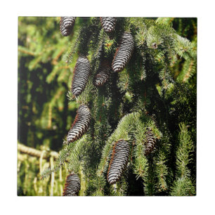 Azulejo De Cerâmica Pinecones
