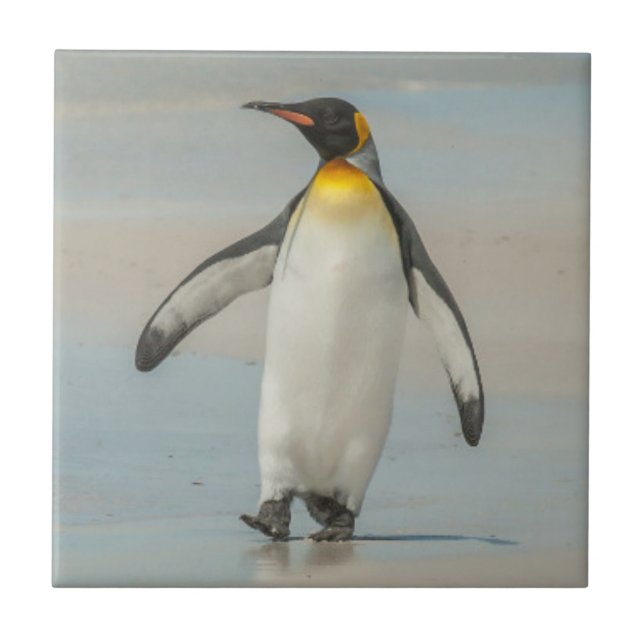 Azulejo De Cerâmica Pinguim andando na praia (Frente)
