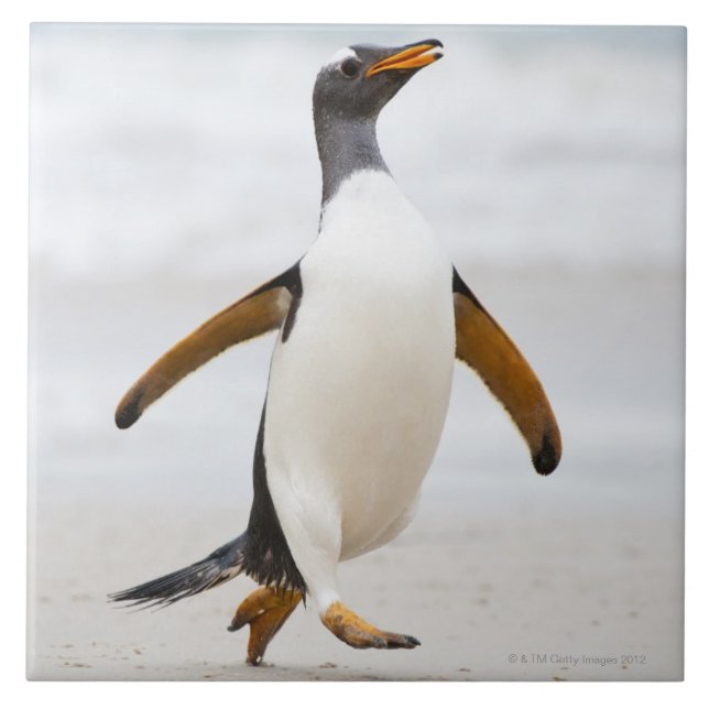 Azulejo De Cerâmica Pinguim de Gentoo (Frente)