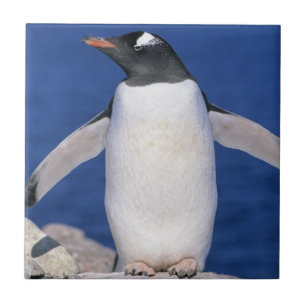 Azulejo De Cerâmica Pinguim-de-gentoo Pygoscelis papua) Porto