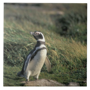 Azulejo De Cerâmica Pinguim-de-magalhães (Spheniscus magellanicus),