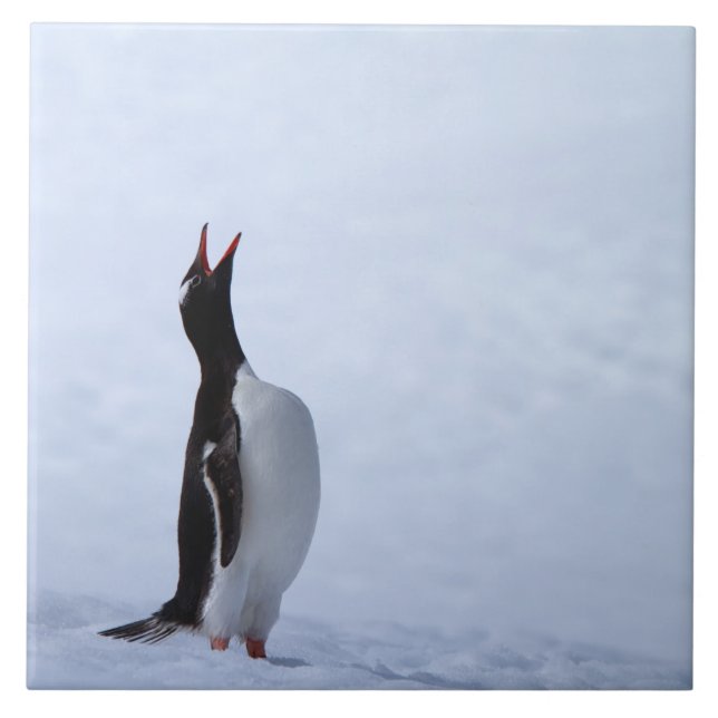 Azulejo De Cerâmica Pinguim gentoo (Frente)