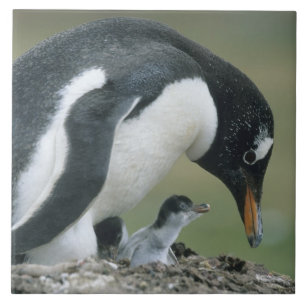 Azulejo De Cerâmica Pinguim Gentoo, (Pygoscelis papua), Ilhas Falkland