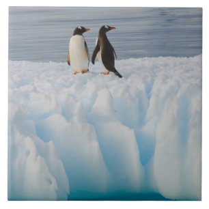 Azulejo De Cerâmica pingüim-gentoo, Pygoscelis Papua, no gelo glacial