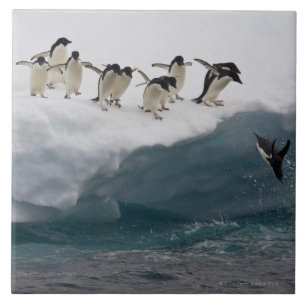 Azulejo De Cerâmica Pinguins de Adelie que mergulham no mar Paulette