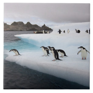 Azulejo De Cerâmica Pinguins-de-barbicha