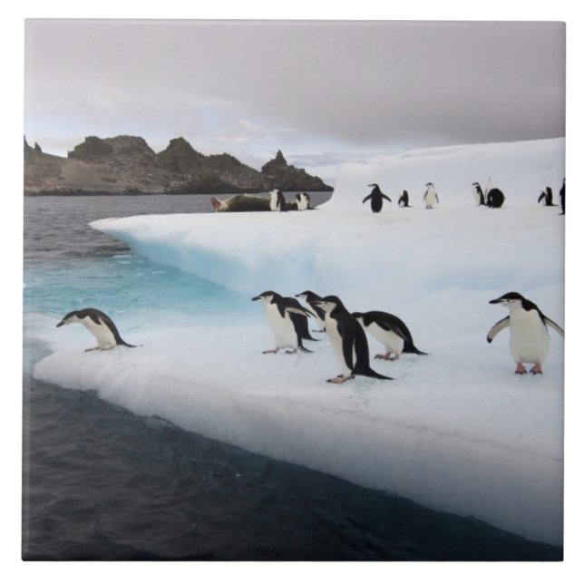 Azulejo De Cerâmica Pinguins-de-barbicha (Frente)