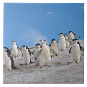 Azulejo De Cerâmica Pinguins-de-barbicha Pygoscelis Antarctica