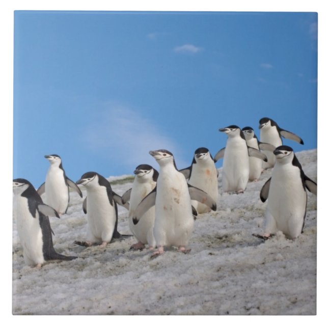 Azulejo De Cerâmica Pinguins-de-barbicha | Pygoscelis Antarctica (Frente)