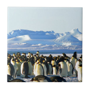 Azulejo De Cerâmica Pinguins-imperadores