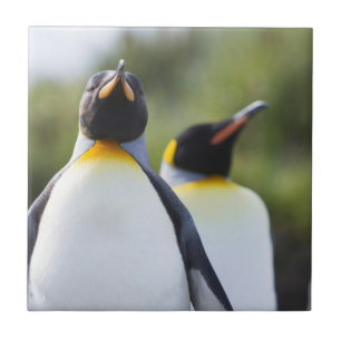 Azulejo De Cerâmica Pinguins-rei