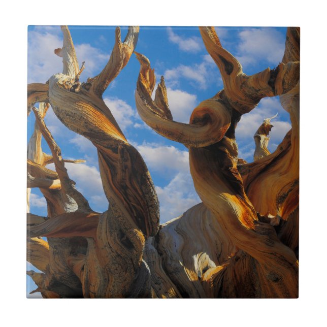 Azulejo De Cerâmica Pinheiro Bristlecone (Frente)