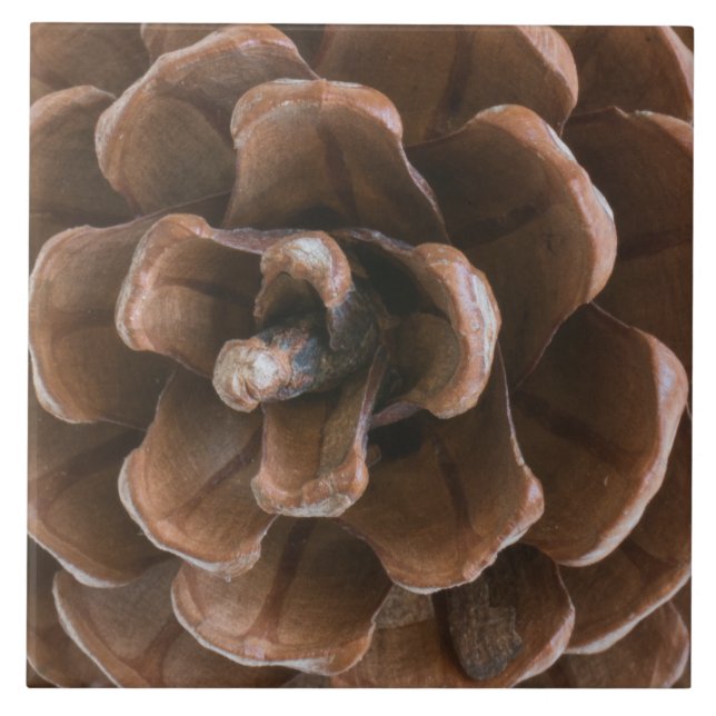 Azulejo De Cerâmica Pinho (Frente)