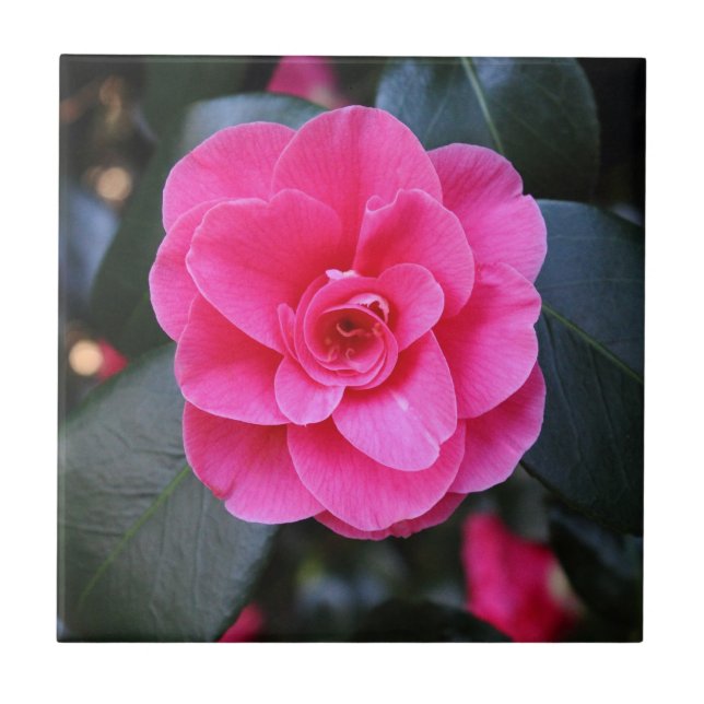 Azulejo De Cerâmica Pink Camellia (Frente)