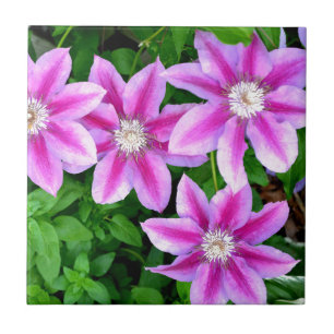 Azulejo De Cerâmica Pink Clematis e wilégano
