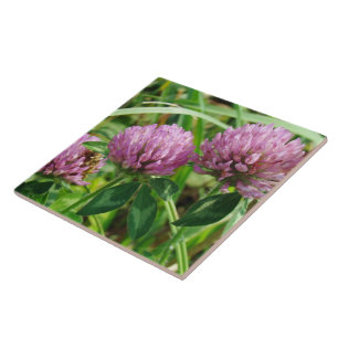 Azulejo De Cerâmica Pink Clover Wildflower - Trifolium pratense