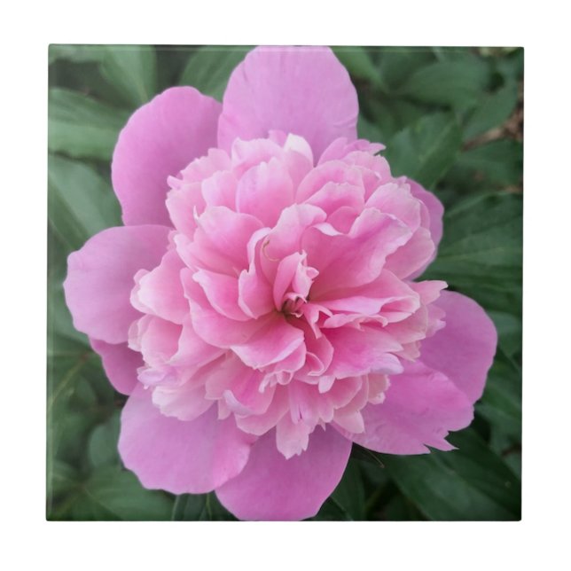 Azulejo De Cerâmica Pink Peony (Frente)