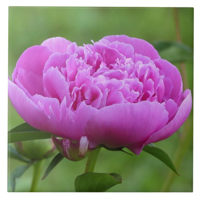 Azulejo De Cerâmica Pink Peony (Frente)