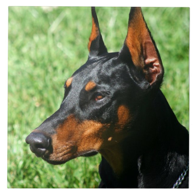 Azulejo De Cerâmica Pinscher do Doberman (Frente)