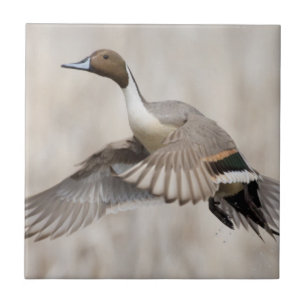 Azulejo De Cerâmica Pintail Drake em Voo