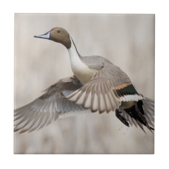 Azulejo De Cerâmica Pintail Drake em Voo (Frente)