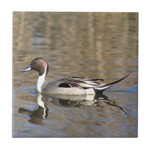 Azulejo De Cerâmica Pintail Duck Natações Em Um Pond