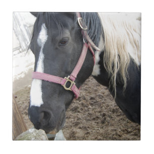 Azulejo De Cerâmica Pintar Pinto Cavalo