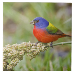 Azulejo De Cerâmica Pintassilgo-pintado (Passerina ciris) macho se ali