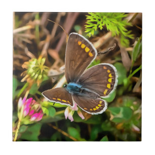 Azulejo De Cerâmica Pintor Polommatus Icarus, Borboleta Azul Comum