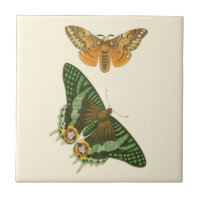 Pintura De Borboleta Ligeira