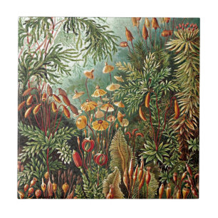 Azulejo De Cerâmica Pintura De Cogumelo De Grama Haeckel Moss