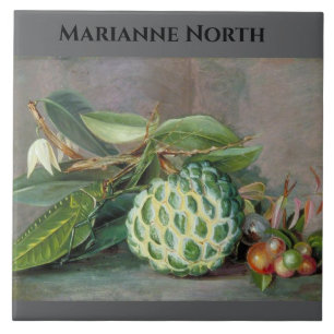 Azulejo De Cerâmica Pintura de Maçã Marianne North Custard