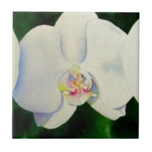 Azulejo De Cerâmica Pintura de orquídea branca Elegante tropical