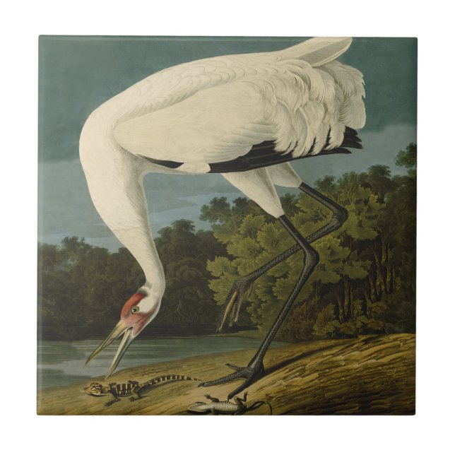 Azulejo De Cerâmica Pintura de pássaros Audubon Crane Whoping (Frente)