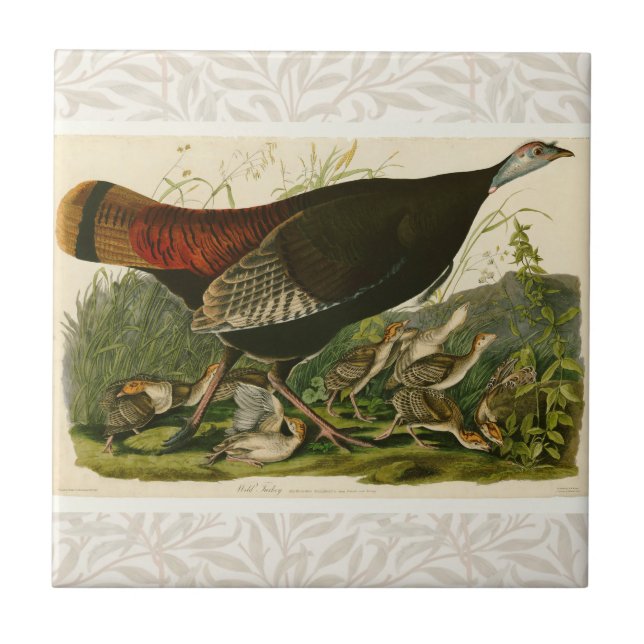 Azulejo De Cerâmica Pintura de pássaros Selvagens de Audubon na Turqui (Frente)