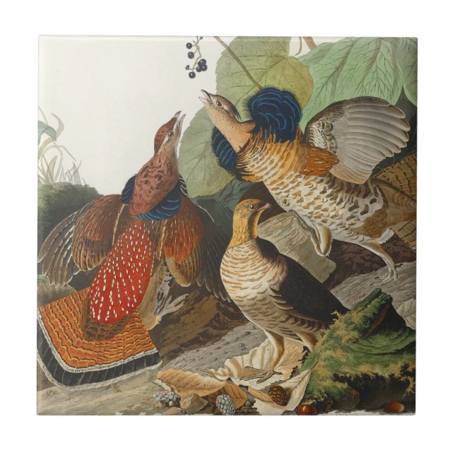 Azulejo De Cerâmica Pintura em Vida Selvagem do Grouse Audubon (Frente)