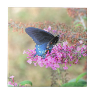 Azulejo De Cerâmica Pipevine Swallowtail no Arbusto de Borboleta