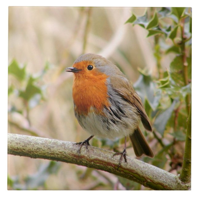 Azulejo De Cerâmica Pisco de peito vermelho impressionante (Frente)