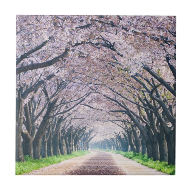 Azulejo De Cerâmica Pista da flor de cerejeira (Frente)