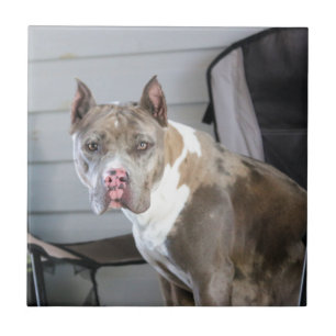 Azulejo De Cerâmica Pit bull
